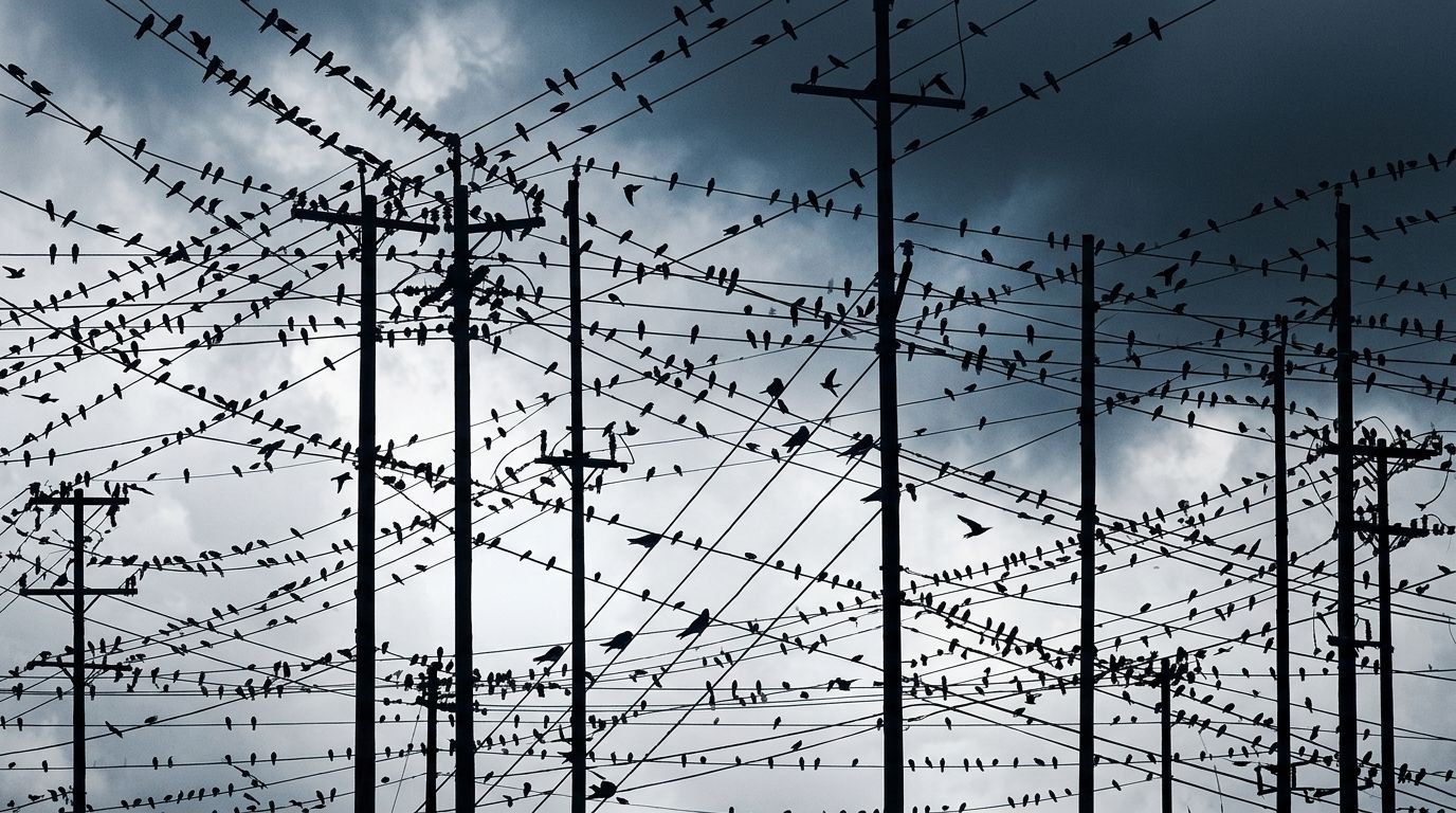 birds+1t82/18 loop preview
