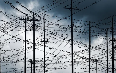 birds+1t82/18 loop preview