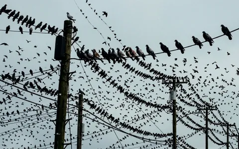 birds+xnl0/9 loop preview