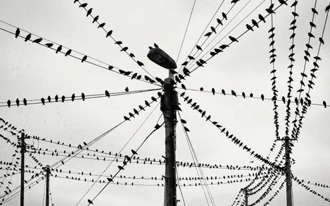 birds+i7ge/2 loop preview