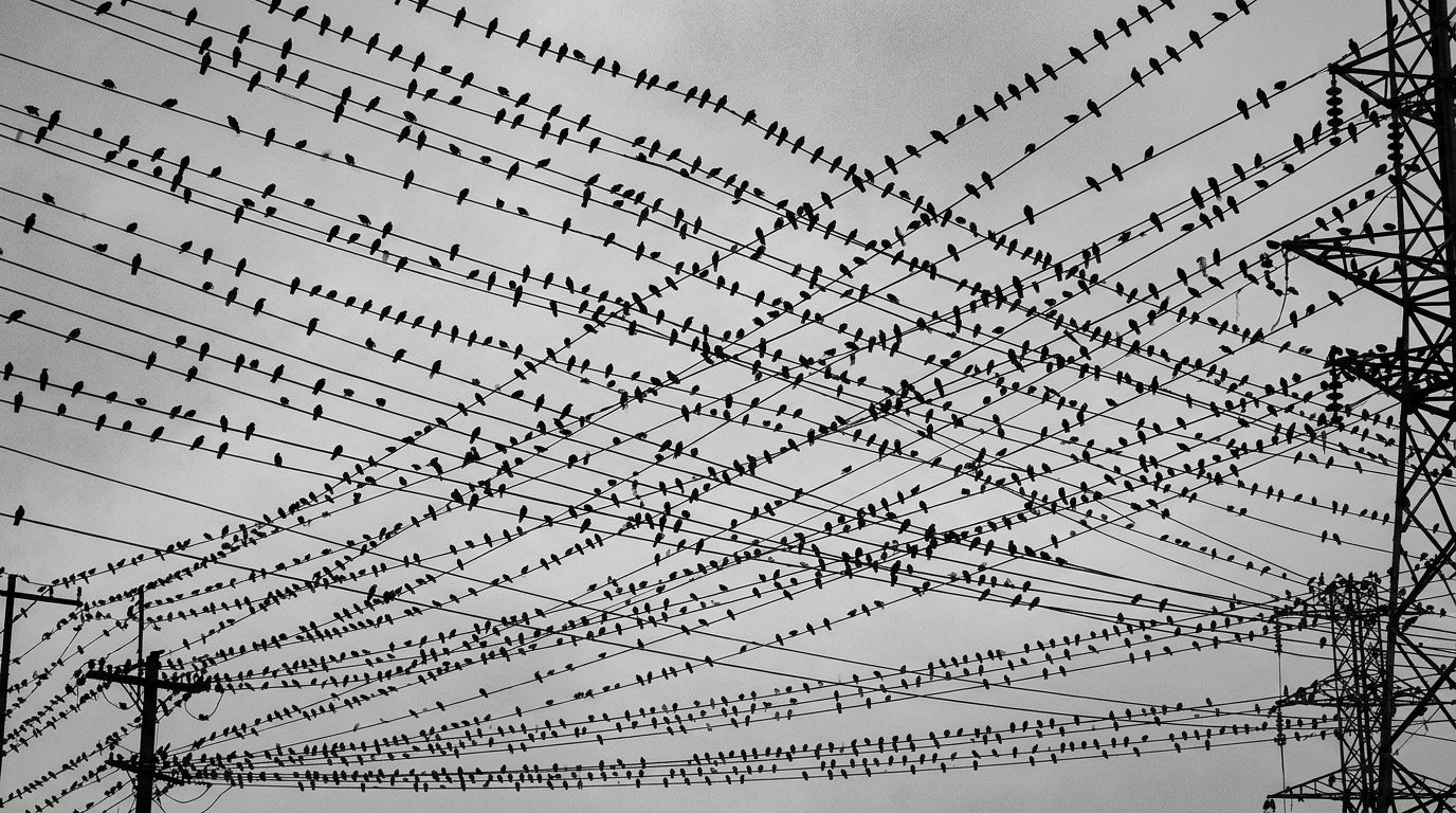 birds+fdec/6 loop preview