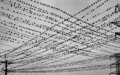 birds+fdec/6 loop preview