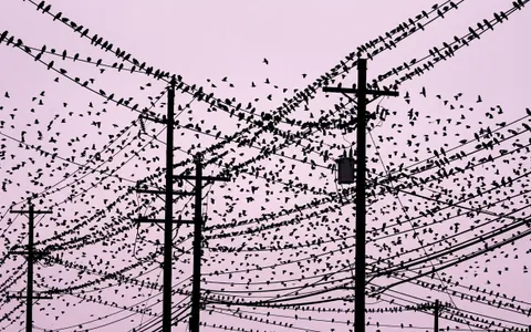 birds+urjc/16 loop preview