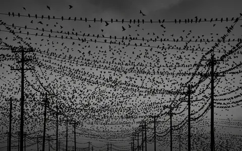 birds+s6m3/15 loop preview