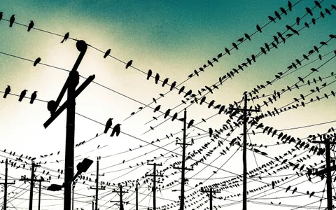 birds+n0j5/12 loop preview