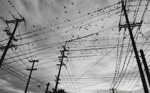 birds+xtqu/3 loop preview