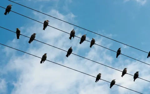 birds+bd2v/14 loop preview