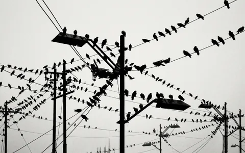 birds+m7ho/13 loop preview
