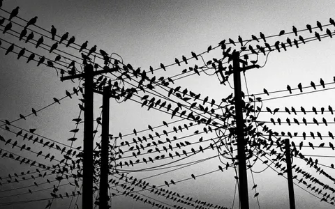 birds+wpv2/5 loop preview