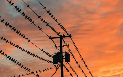 birds+4sxn/10 loop preview