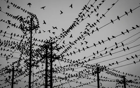 birds+59hl/11 loop preview