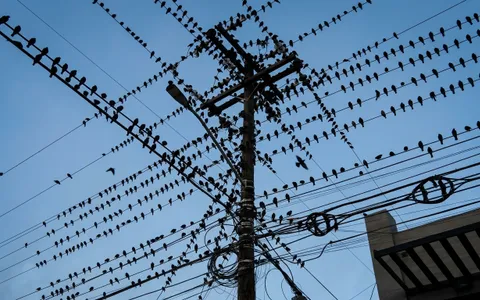 birds+vfx1/21 loop preview