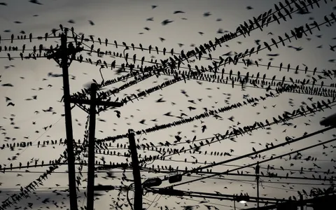 birds+hvyd/20 loop preview