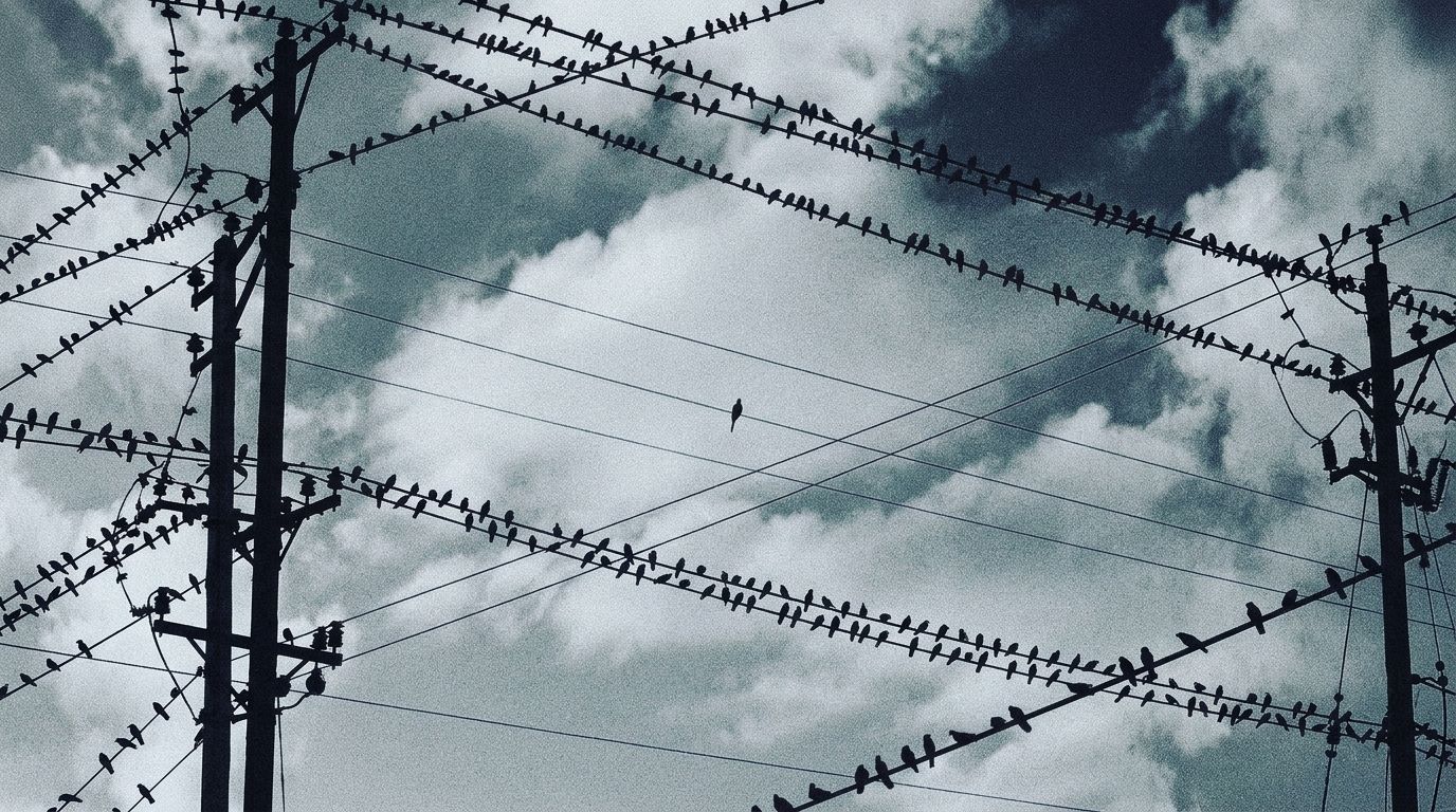 birds+ymej/4 loop preview