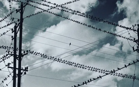 birds+ymej/4 loop preview
