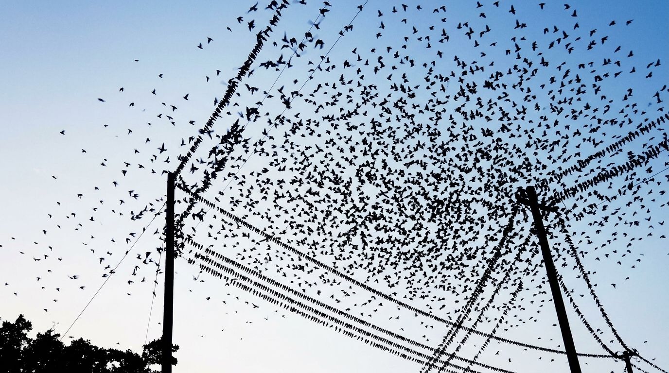 birds+5c57/7 loop preview