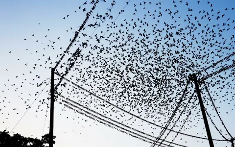 birds+5c57/7 loop preview