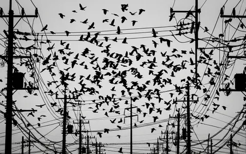 birds+izli/1 loop preview