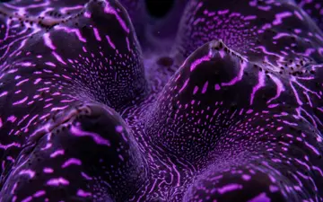 cosmic-fest-part2+bs48/23 loop preview