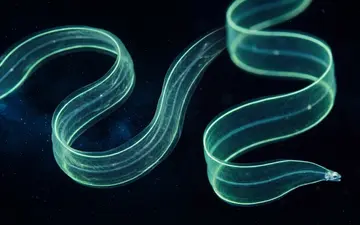 cosmic-fest-part2+pmbt/33 loop preview