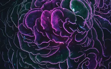 cosmic-fest+3qtw/16 loop preview