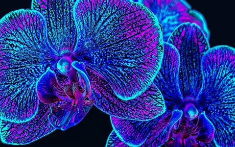 flowers+upsf/21 loop preview