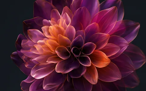 flowers+pc4v/20 loop preview