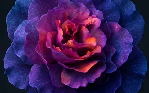 flowers+mjr3/26 loop preview