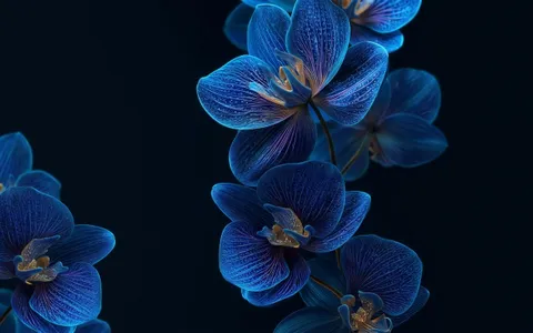 flowers+7t9u/18 loop preview