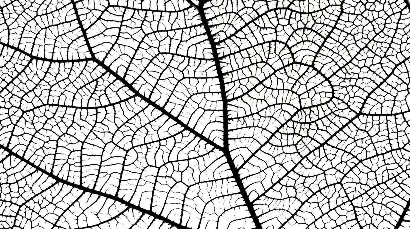 patterns+35y2/3 loop preview