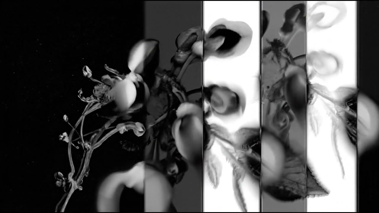 white-hole-fluid+xyqb/16 loop preview