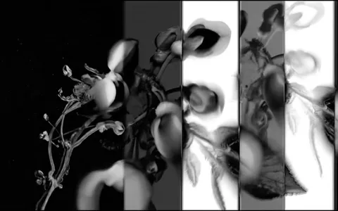white-hole-fluid+xyqb/16 loop preview