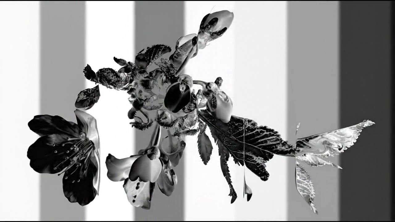 white-hole-organic+paoj/13 loop preview