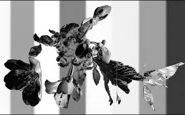 white-hole-organic+paoj/13 loop preview