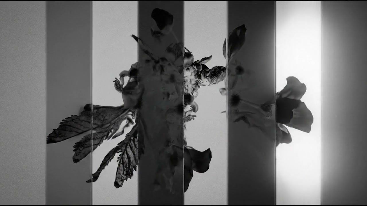 white-hole-organic+llj3/14 loop preview