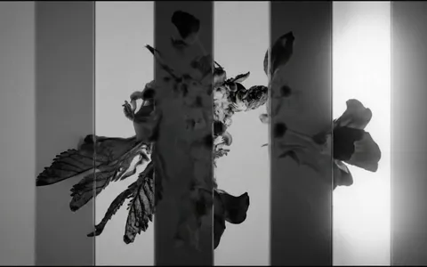 white-hole-organic+llj3/14 loop preview