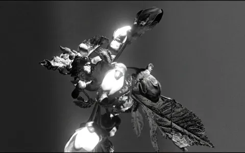 white-hole-organic+c9ll/22 loop preview