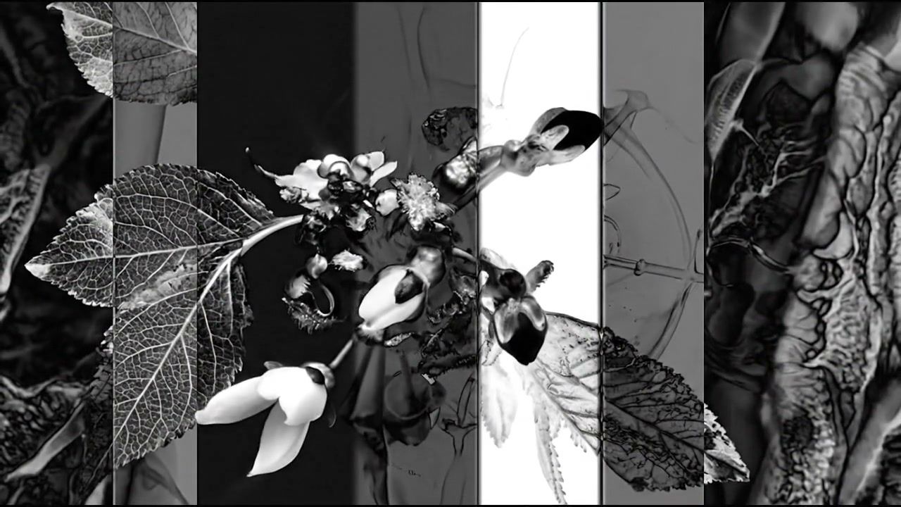 white-hole-organic+e2we/23 loop preview
