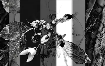 white-hole-organic+e2we/23 loop preview