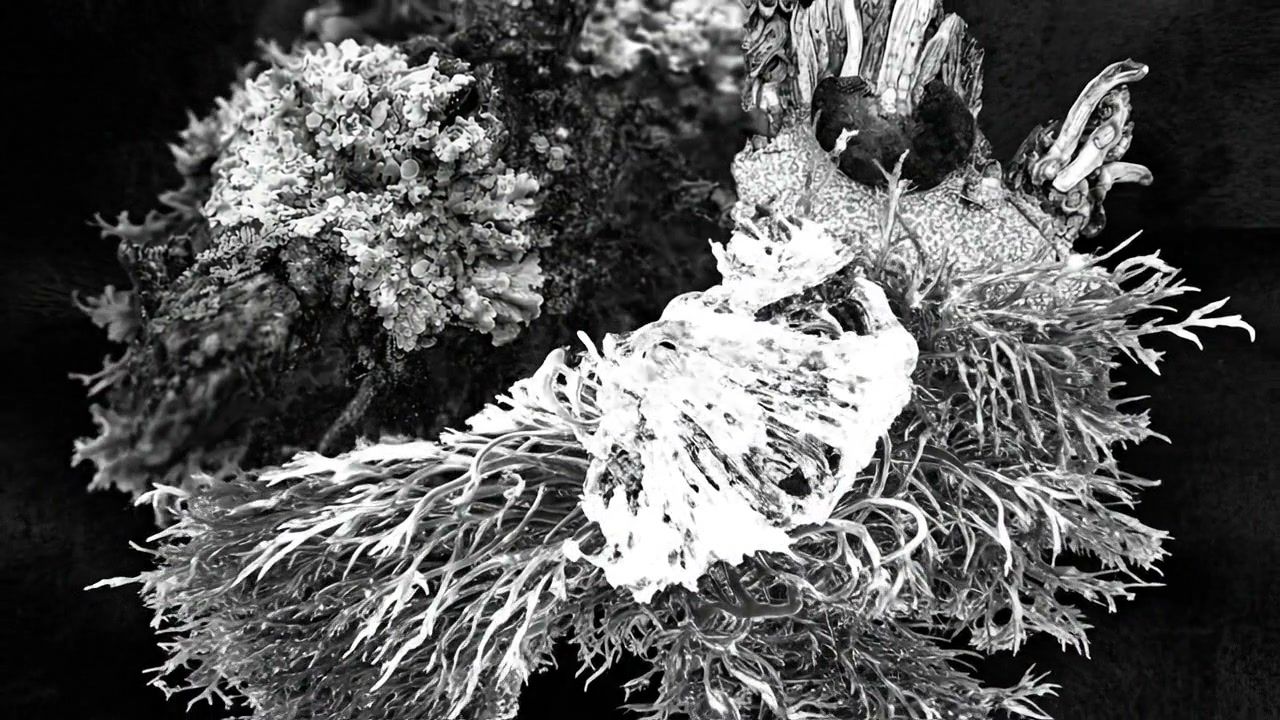 white-hole-organic+czfh/21 loop preview