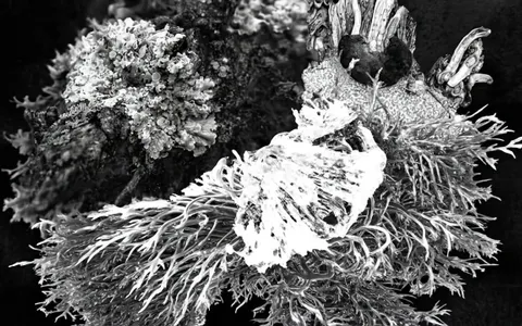 white-hole-organic+czfh/21 loop preview